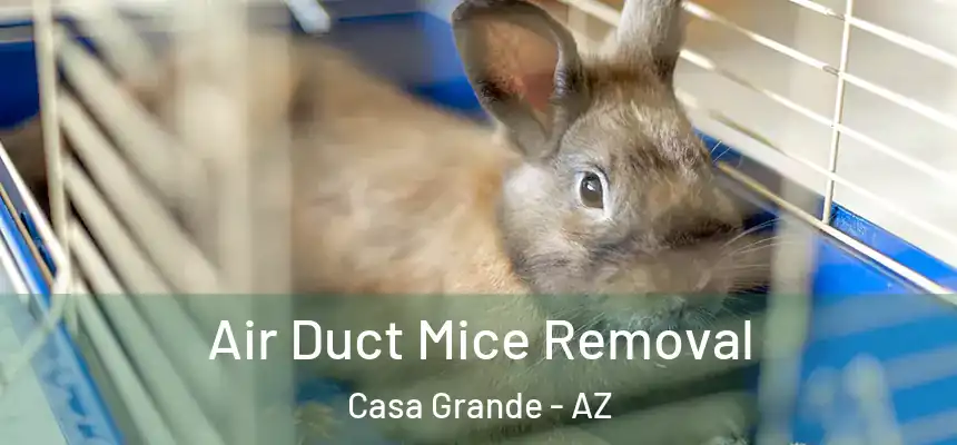  Air Duct Mice Removal Casa Grande - AZ